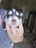 Willow, a female Alaskan Klee Kai and Pomsky for sale in Woodville, AL – 3 of 7