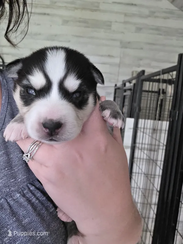 Maya – Alaskan Klee Kai, Pomsky puppy for sale in Woodville, AL