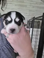 Maya, a female Alaskan Klee Kai and Pomsky for sale in Woodville, AL – 1 of 5