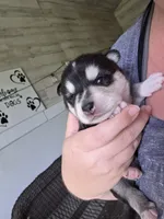 Aspen, a male Alaskan Klee Kai and Pomsky for sale in Woodville, AL – 2 of 5