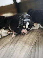 Maya, a female Alaskan Klee Kai and Pomsky for sale in Woodville, AL – 2 of 5