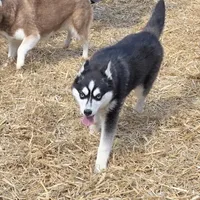 Molly, a female Alaskan Klee Kai for sale in Woodville, AL – Photo 2 of 4