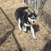Molly, a female Alaskan Klee Kai for sale in Woodville, AL – Photo 1 of 4