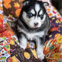 Molly, a female Alaskan Klee Kai for sale in Woodville, AL – Photo 3 of 4