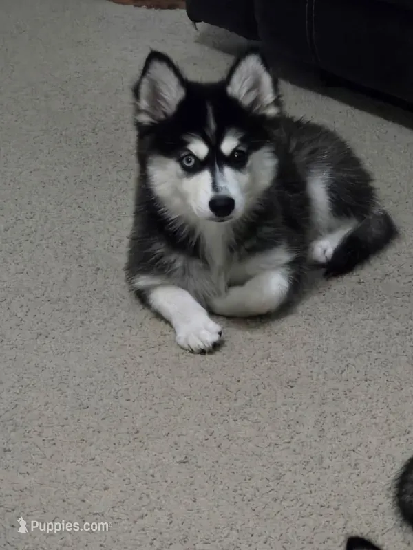 Nala – Alaskan Klee Kai, Pomsky puppy for sale in Woodville, AL