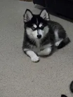Nala, a female Alaskan Klee Kai and Pomsky for sale in Woodville, AL – 1 of 7