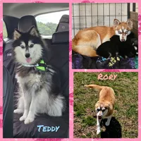 Willow, a female Alaskan Klee Kai and Pomsky for sale in Woodville, AL – 7 of 7