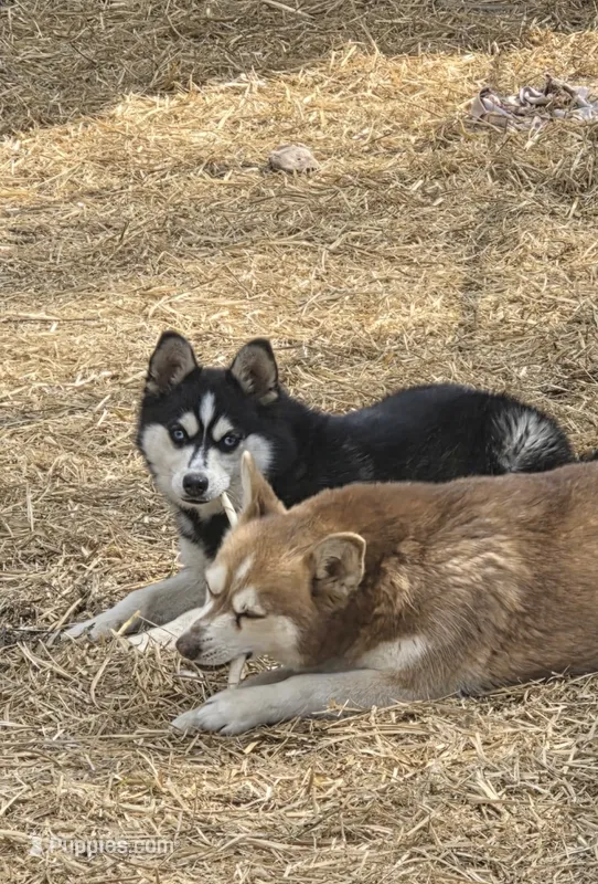 Molly – Alaskan Klee Kai puppy for sale in Woodville, AL