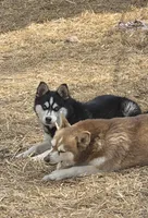Molly, a female Alaskan Klee Kai for sale in Woodville, AL – 2 of 4