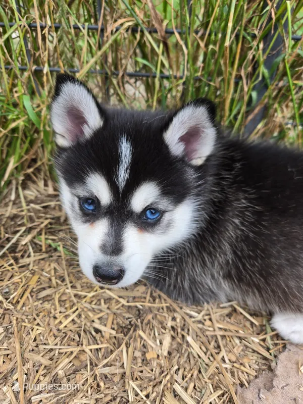 Willow – Alaskan Klee Kai, Pomsky puppy for sale in Woodville, AL