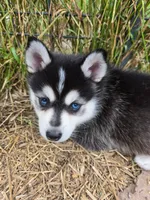 Willow, a female Alaskan Klee Kai and Pomsky for sale in Woodville, AL – 4 of 7