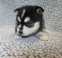 Willow, a female Alaskan Klee Kai and Pomsky for sale in Woodville, AL – 4 of 8
