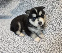 Nala, a female Alaskan Klee Kai and Pomsky for sale in Woodville, AL – 2 of 7