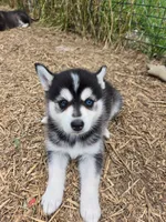 Willow, a female Alaskan Klee Kai and Pomsky for sale in Woodville, AL – 6 of 7