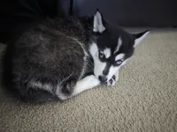 Willow, a female Alaskan Klee Kai and Pomsky for sale in Woodville, AL – 3 of 7
