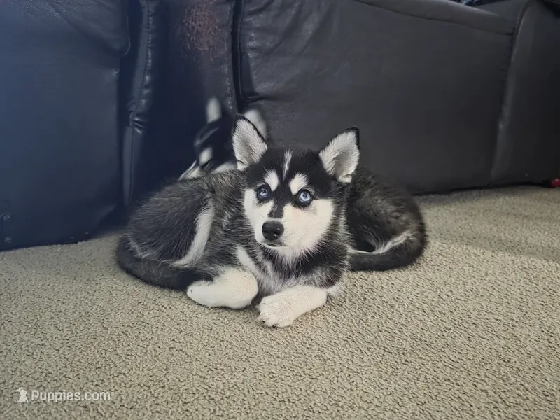 Willow – Alaskan Klee Kai, Pomsky puppy for sale in Woodville, AL