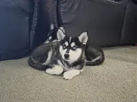 Willow, a female Alaskan Klee Kai and Pomsky for sale in Woodville, AL – 1 of 7