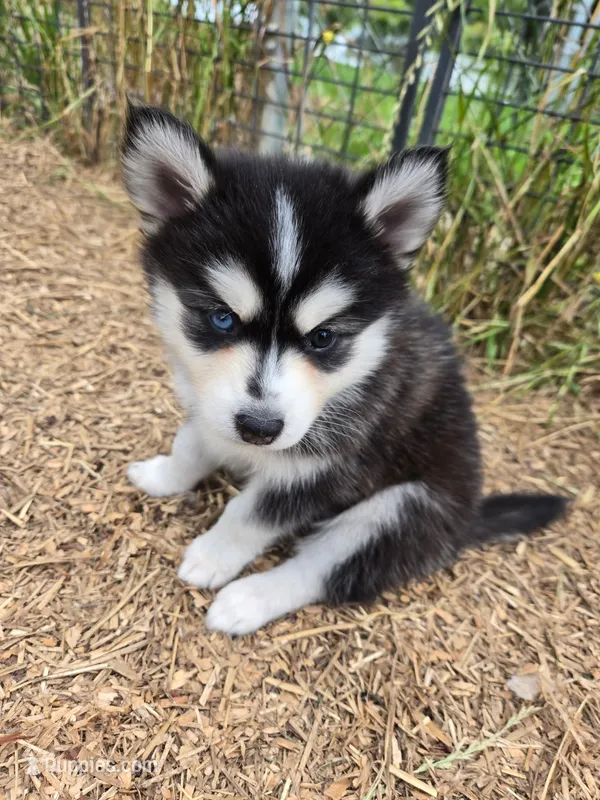 Nala – Alaskan Klee Kai, Pomsky puppy for sale in Woodville, AL
