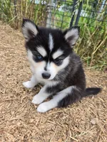 Nala, a female Alaskan Klee Kai and Pomsky for sale in Woodville, AL – 4 of 7