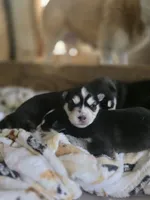 Willow, a female Alaskan Klee Kai and Pomsky for sale in Woodville, AL – 5 of 7