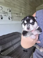 Aspen, a male Alaskan Klee Kai and Pomsky for sale in Woodville, AL – 1 of 5