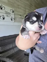 Aspen, a male Alaskan Klee Kai and Pomsky for sale in Woodville, AL – 3 of 5