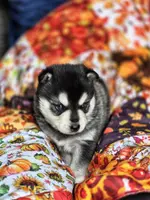 Grinch, a male Alaskan Klee Kai for sale in Woodville, AL – Photo 3 of 6
