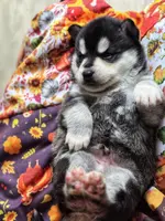 Grinch, a male Alaskan Klee Kai for sale in Woodville, AL – Photo 4 of 6