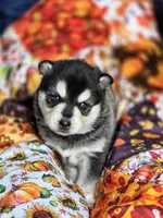 Grinch, a male Alaskan Klee Kai for sale in Woodville, AL – Photo 1 of 6
