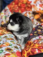 Grinch, a male Alaskan Klee Kai for sale in Woodville, AL – Photo 2 of 6