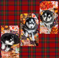 Grinch, a male Alaskan Klee Kai for sale in Woodville, AL – Photo 5 of 6