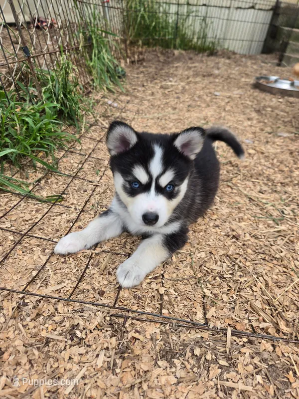 Maya – Alaskan Klee Kai, Pomsky puppy for sale in Woodville, AL