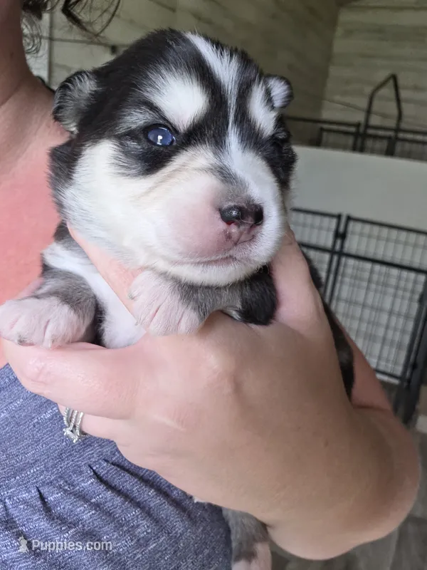 Willow – Alaskan Klee Kai, Pomsky puppy for sale in Woodville, AL