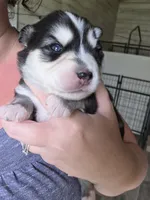 Willow, a female Alaskan Klee Kai and Pomsky for sale in Woodville, AL – 1 of 7