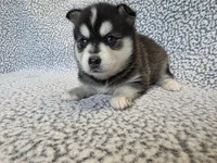 Willow, a female Alaskan Klee Kai and Pomsky for sale in Woodville, AL – 2 of 8