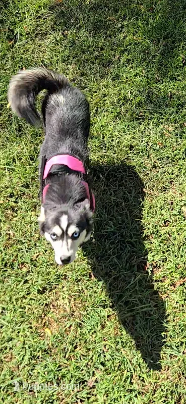 Molly – Alaskan Klee Kai puppy for sale in Woodville, AL