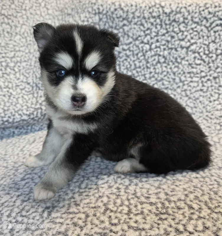 Nala – Alaskan Klee Kai, Pomsky puppy for sale in Woodville, AL