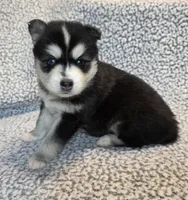Nala, a female Alaskan Klee Kai and Pomsky for sale in Woodville, AL – 1 of 7