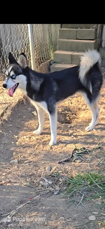 Molly – Alaskan Klee Kai puppy for sale in Woodville, AL