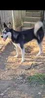 Molly, a female Alaskan Klee Kai for sale in Woodville, AL – 1 of 6