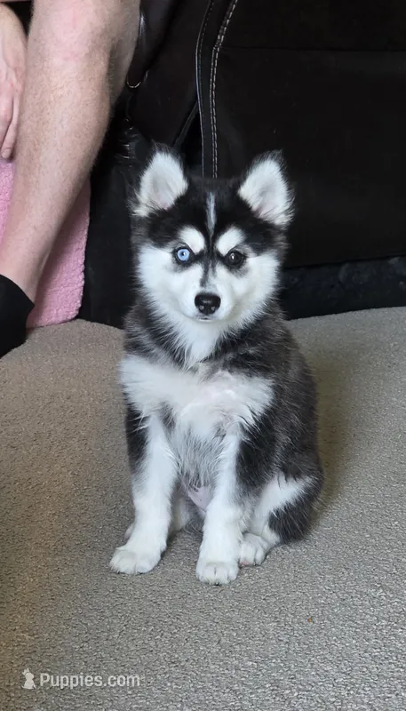 Nala – Alaskan Klee Kai, Pomsky puppy for sale in Woodville, AL