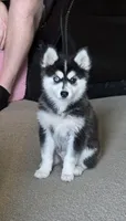 Nala, a female Alaskan Klee Kai and Pomsky for sale in Woodville, AL – 1 of 7