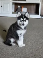 Nala, a female Alaskan Klee Kai and Pomsky for sale in Woodville, AL – 2 of 7