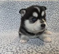 Willow, a female Alaskan Klee Kai and Pomsky for sale in Woodville, AL – 3 of 8