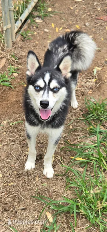 Molly – Alaskan Klee Kai puppy for sale in Woodville, AL