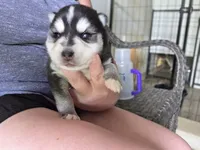 Nala, a female Alaskan Klee Kai and Pomsky for sale in Woodville, AL – 1 of 4