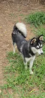Molly, a female Alaskan Klee Kai for sale in Woodville, AL – 2 of 6