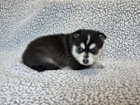 Willow, a female Alaskan Klee Kai and Pomsky for sale in Woodville, AL – 5 of 8