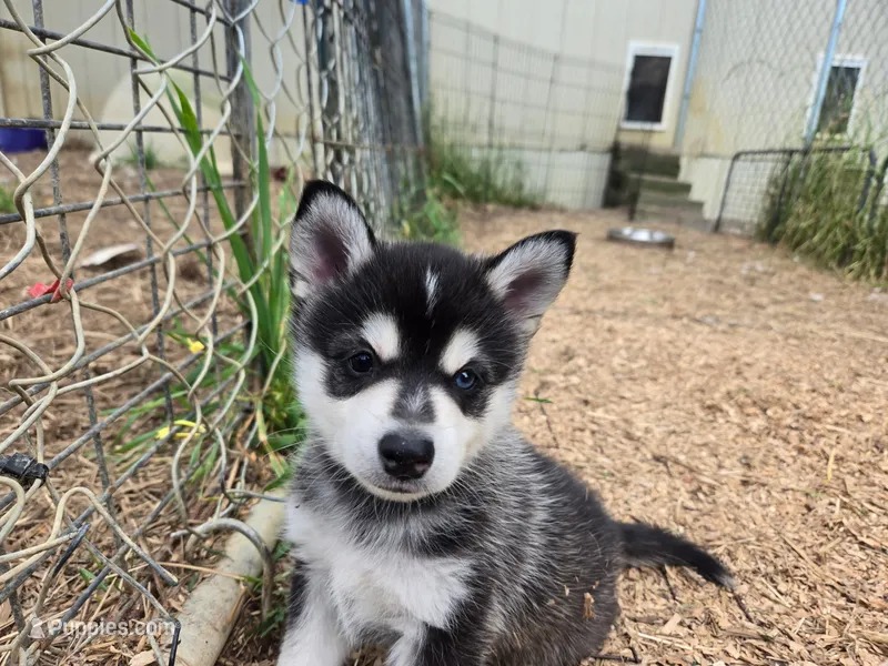 Aspen – Alaskan Klee Kai, Pomsky puppy for sale in Woodville, AL