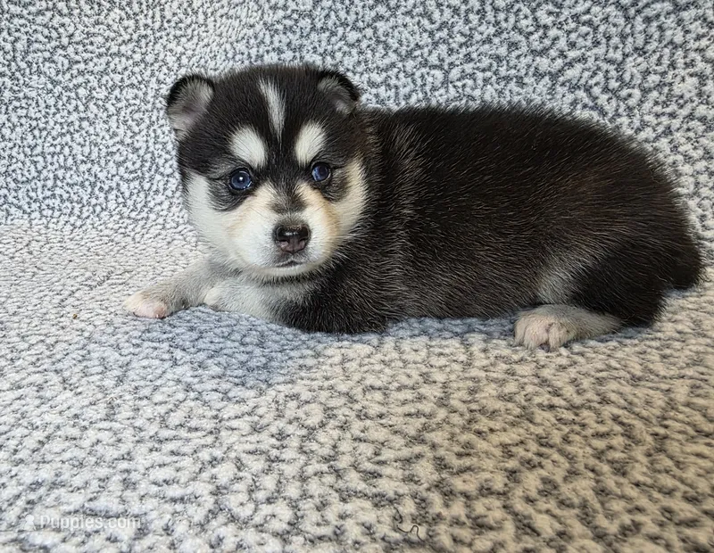 Willow – Alaskan Klee Kai, Pomsky puppy for sale in Woodville, AL